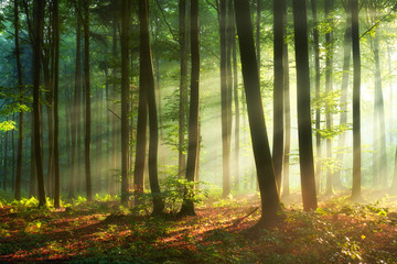 Wall Mural - Beautiful morning in the forest