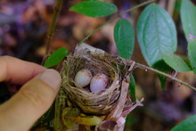Costa Rica Corcovado National Park Hummingbird Nest And Eggs