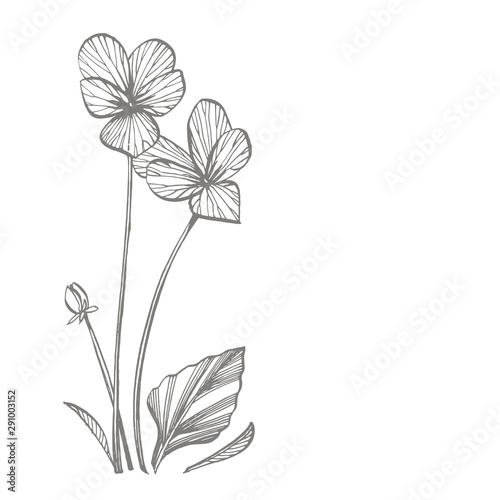 Pansy or daisy flower. Botanical illustration. Good for cosmetics, medicine, ...