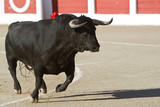 Capture of the figure of a brave bull in a bullfight, Spain