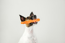 Young Fox Terrier Dog With A Carrot In Mouth. The Concept Of Caring For Dog's Health, Proper Balanced Natural Nutrition And Dental Hygiene
