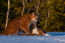 Cougar (Puma Concolor), Also Commonly Known As The Mountain Lion, Puma, Panther, Or Catamount