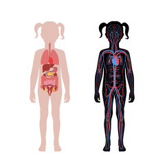 Poster - internal organs and circulatory system of girl