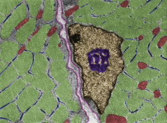 Sticker - Cross-sectioned striated muscle fiber