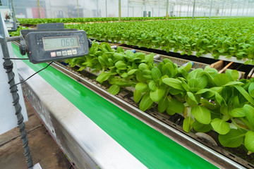 Wall Mural - vegetables in a greenhouse