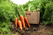 Wooden Crate Of Fresh Ripe Carrots On Field. Organic Farming