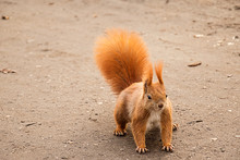 Red Squirrel On The Ground Ready To Escape