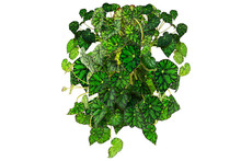Begonia Bowerae Evergreen Herbaceous Plant Isolated On White Background. Beautiful Thick Garland For Interior Design Or Landscaping.