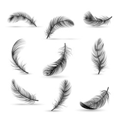 Poster - Realistic Feather Black Icon Set