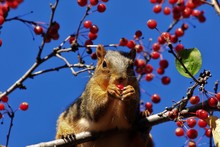 Red Fox Tail Squirrel Eating Red Berries In A Tree With Blue Sky.