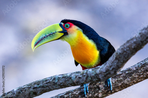 Cuadros en Lienzo The Itatiaia National Park is a Brazilian conservation unit of integral nature p