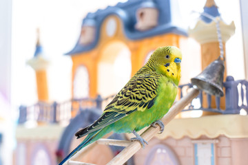 Funny budgerigar. Cute green budgie parrot sits on wooden stairs near toy castle and plays with bell.