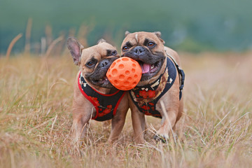 Wall Mural - Action shot of two brown French Bulldog dogs with matching clothes running towards camera while sharing ball toy together in their muzzles