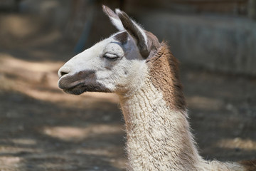 portrait of cute Llama on farm