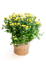 Pot Of Yellow Flowering Chrysanthemums Isolated On White