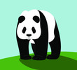 Bear panda, black and white bear. The panda is standing on the grass, a sweet animal. Asian dict. Flat design. Vector EPS10