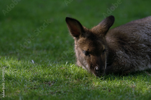 Fotomural Wallaby de bennett sobre la hierba