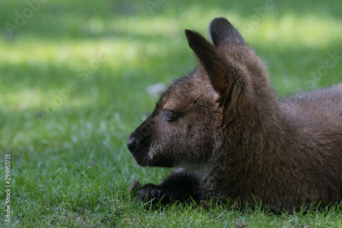 Fotografía Wallaby de bennett sobre la hierba