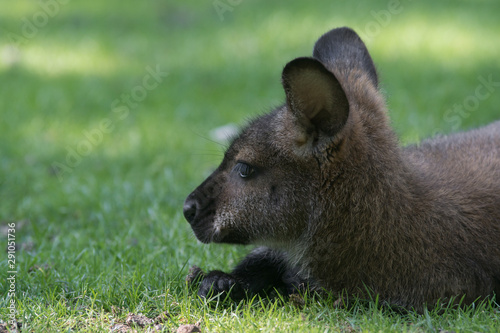 Cuadros en Lienzo Wallaby de bennett sobre la hierba