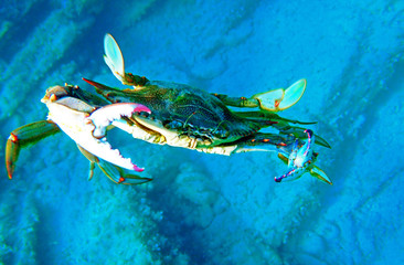 Wall Mural - The blue crab - (Callinectes sapidus)