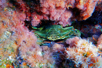 Wall Mural - The blue crab - (Callinectes sapidus)