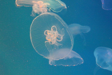 Wall Mural - Large jellyfish in blue and clear sea water.