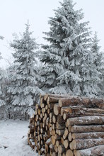 Pile Of Logs In Winter Forest