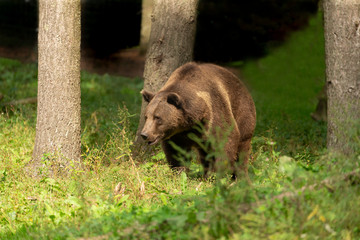 Sticker - The Grizzly Bear (Ursus arctos)  is north American brown bear. Grizzly walking in natural habitat,forest and meadow at sunrise.