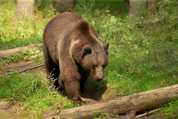 Sticker - The Grizzly Bear (Ursus arctos)  is north American brown bear. Grizzly walking in natural habitat,forest and meadow at sunrise.