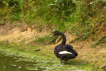 Poster - The black swan (Cygnus atratus). Species of swan from Australia.