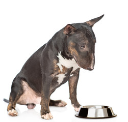Leinwandbilder - Miniature bull terrier dog sitting with empty bowl. isolated on white background