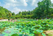 The Lotus Pond