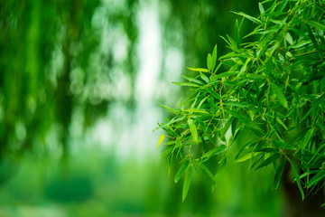 Wall Mural - Green bamboo background