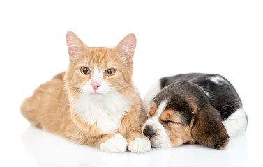 Wall Mural - Beagle puppy sleeping with red tabby cat. isolated on white background