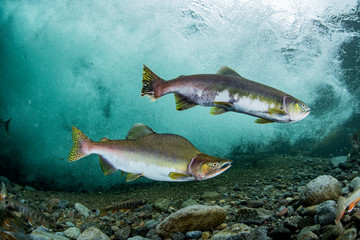 Wall Mural - School of Karafuto Trout