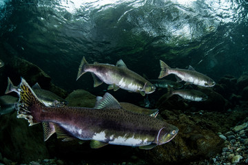 School of Karafuto Trout