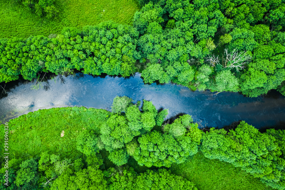 Green forest and river in Tuchola natural park, from above - obrazy, fototapety, plakaty 