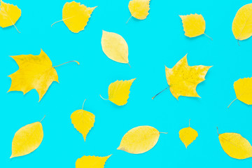 Poster - autumn yellow leaves on blue background