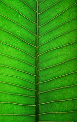 Wall Mural - Close up green leaf line for Background,selective focus