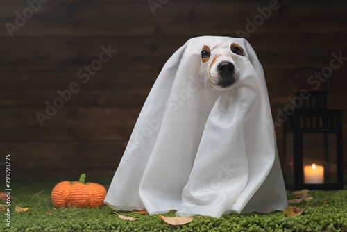 Cuadros en Lienzo Dog Pet Jack Russell Terrier Dressed In Costume