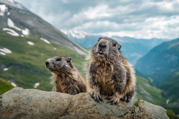 marmot in the mountains