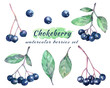 Watercolor set of chokeberries(aronia), leaves and branches.