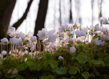 Kwitnący Szczawik Zajęczy (Oxalis Acetosella L.) W Wiosennym Lesie