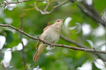 Sticker - Nachtigall (Luscinia megarhynchos) - nightingale