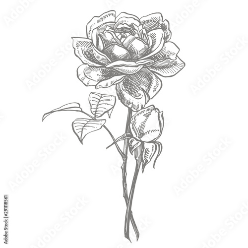 Roses. Hand drawn flower set illustrations. Botanical plant illustration. Vin...
