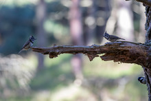 Crested Tits, Lophophanes Cristatus, Perched On A Pine Tree Branch Within A Scottish Pine Forest During Autumn With Heather Purple Blooms.