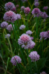 Wall Mural - Small pink flowers close-up on a background of dark grass on a sunny day.