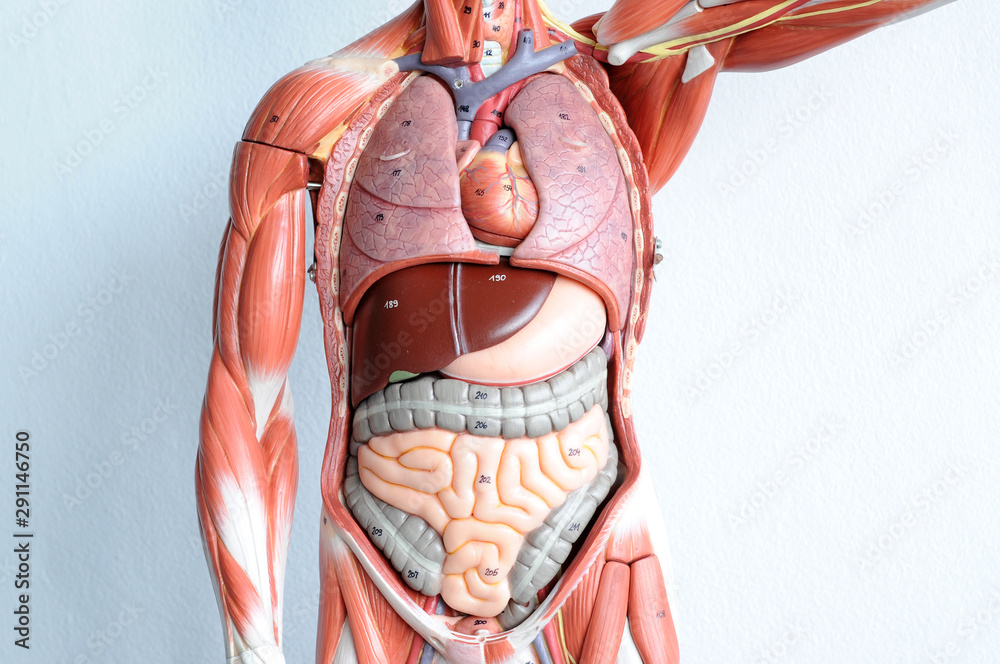 human muscle anatomy model - obrazy, fototapety, plakaty 