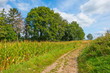 © Naj - Corn growing in a field below a blue sky in sunlight in autumn