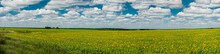 Panoramic View Of A Field Of Sunflowers On A Background Of A Blue Sky With White Clouds. Kharkov Region, Ukraine